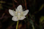 Carolina grass of Parnassus